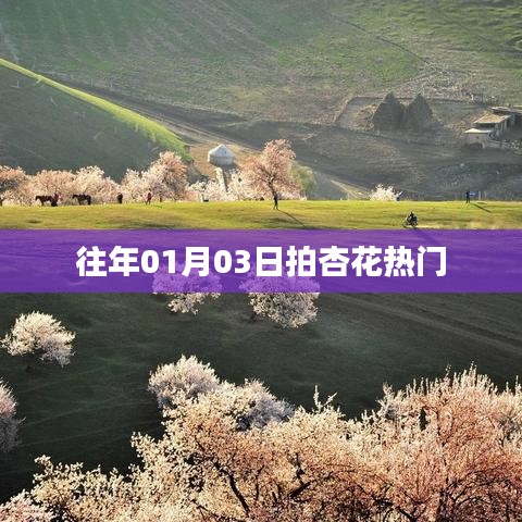 『01月03日拍杏花，熱門春光瞬間』