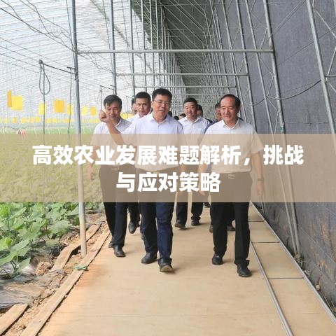 高效農(nóng)業(yè)發(fā)展難題解析，挑戰(zhàn)與應(yīng)對策略