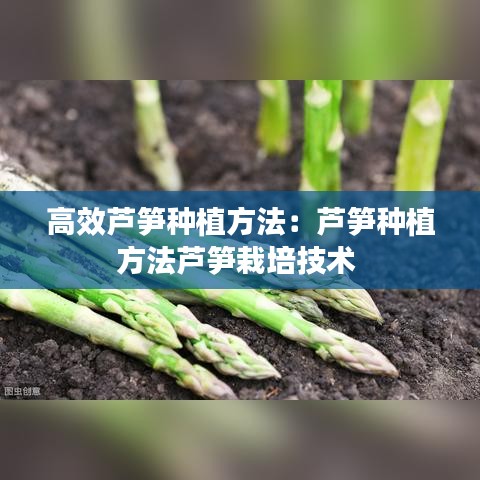 高效蘆筍種植方法:蘆筍種植方法蘆筍栽培技術(shù)