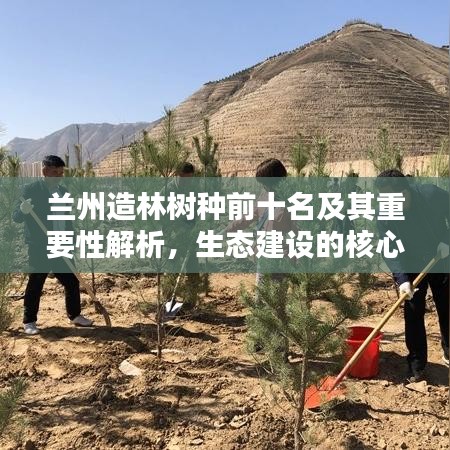 蘭州造林樹種前十名及其重要性解析，生態(tài)建設(shè)的核心支柱