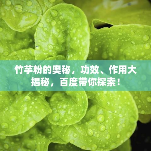 竹芋粉的奧秘，功效、作用大揭秘，百度帶你探索！