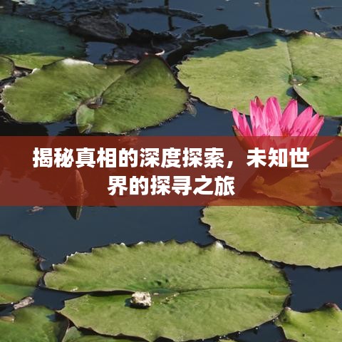 揭秘真相的深度探索，未知世界的探尋之旅