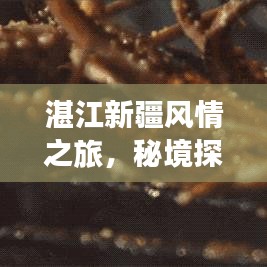 湛江新疆風情之旅，秘境探索與美食打卡攻略