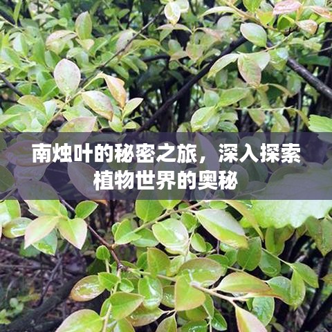 南燭葉的秘密之旅，深入探索植物世界的奧秘