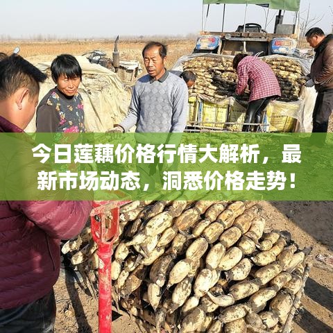 今日蓮藕價格行情大解析，最新市場動態(tài)，洞悉價格走勢！