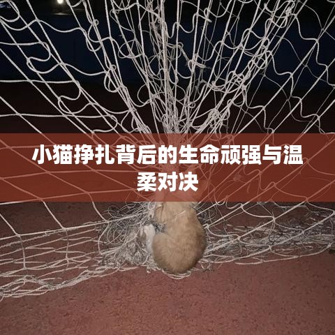 小貓掙扎背后的生命頑強與溫柔對決
