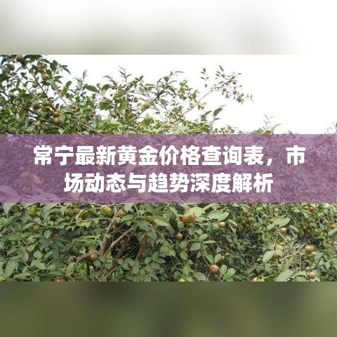 常寧最新黃金價格查詢表，市場動態(tài)與趨勢深度解析