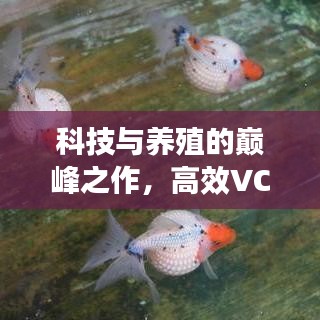 科技與養(yǎng)殖的巔峰之作，高效VC金魚