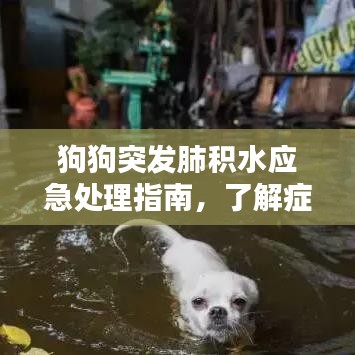 狗狗突發(fā)肺積水應(yīng)急處理指南，了解癥狀與應(yīng)對(duì)措施