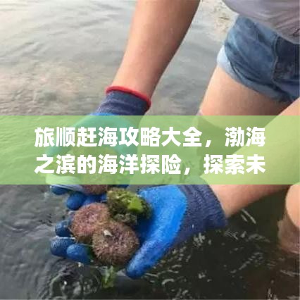旅順趕海攻略大全，渤海之濱的海洋探險(xiǎn)，探索未知的海底寶藏！