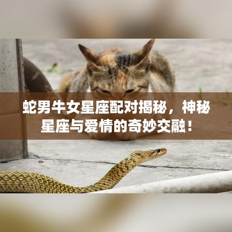蛇男牛女星座配對揭秘，神秘星座與愛情的奇妙交融！