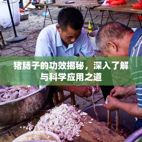 豬腸子的功效揭秘，深入了解與科學(xué)應(yīng)用之道