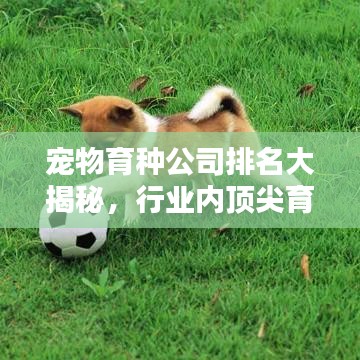 寵物育種公司排名大揭秘，行業(yè)內(nèi)頂尖育種企業(yè)榜單！
