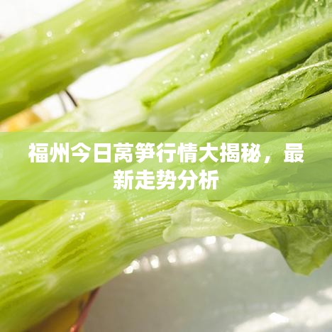 福州今日萵筍行情大揭秘，最新走勢分析